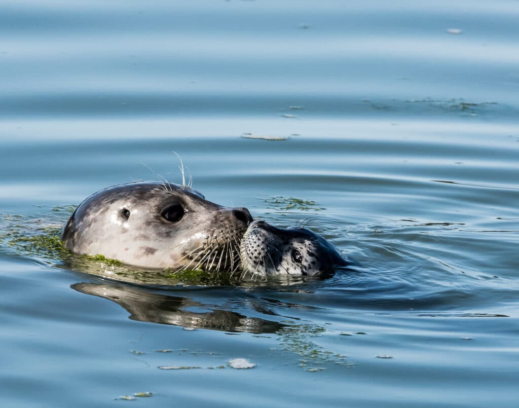 seal kissing pup